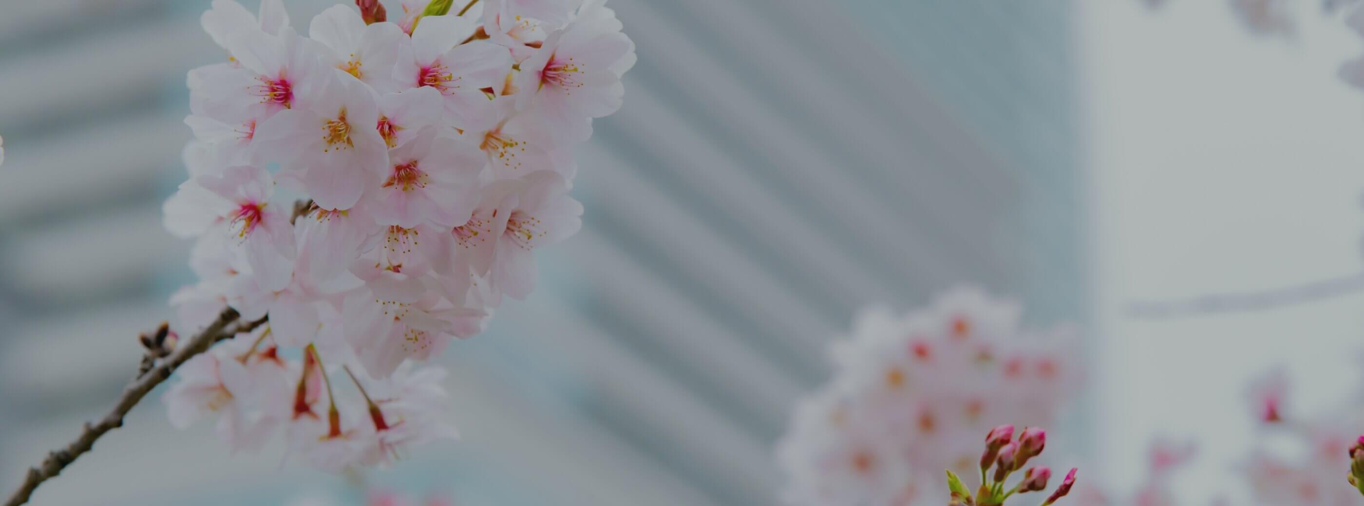 採用情報